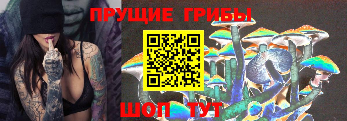 Грозный  Псилоцибиновые грибы Psilocybine cubensis  Вход с VPN  даркнет сайт  Псилоцибиновые грибы прущие грибы 